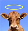 Click image for larger version

Name:	Sacred Cow.jpg
Views:	201
Size:	7.2 KB
ID:	225714