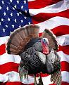 Click image for larger version

Name:	american turkey.jpg
Views:	392
Size:	14.6 KB
ID:	242354